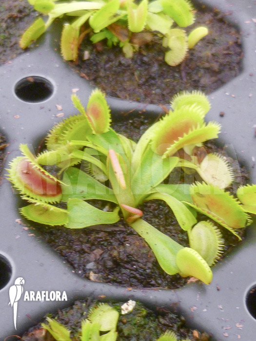 Dionaea muscipula ‘Shark teeth’