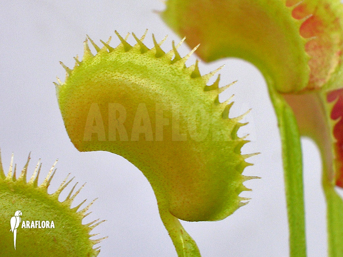 Dionaea muscipula ‘Shark teeth’