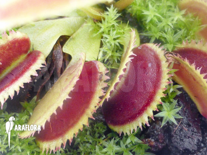 Dionaea muscipula ‘Shark teeth’