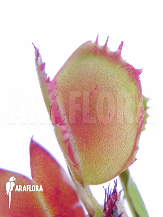 Dionaea muscipula ‘Small Staps’