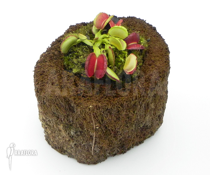 Dionaea muscipula ‘Space’