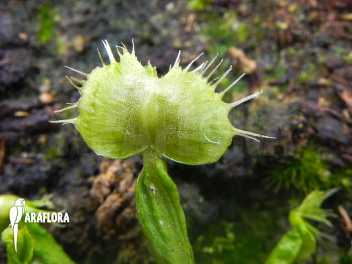 Dionaea muscipula ‘Spiderman’