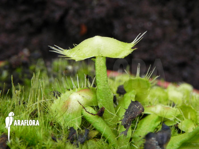 Dionaea muscipula ‘Spiderman’