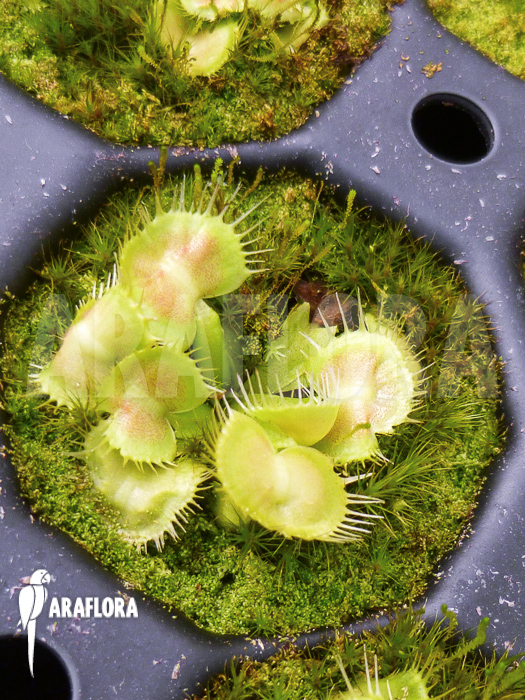 Dionaea muscipula ‘Spiderman’ Starter