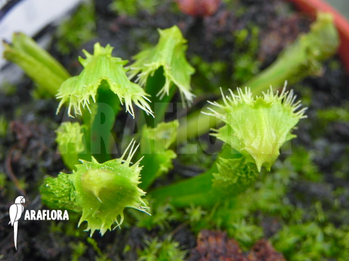 Dionaea muscipula ‘Splash’