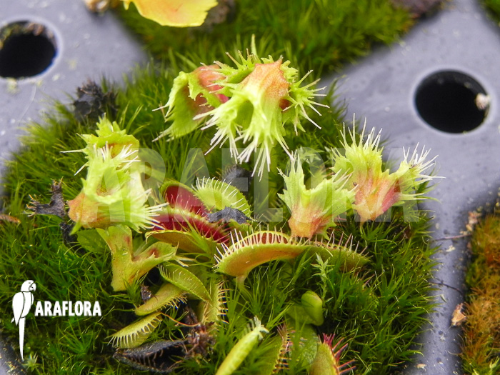 Dionaea-muscipula-Splash-Starter-1