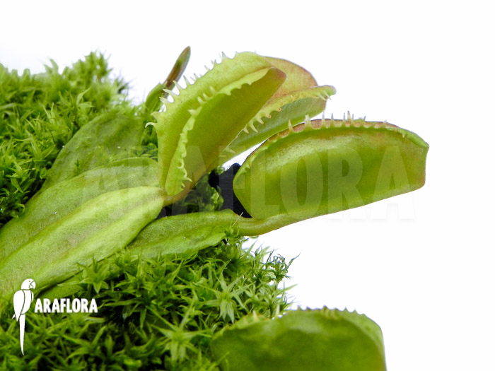 Dionaea muscipula ‘Star dust’