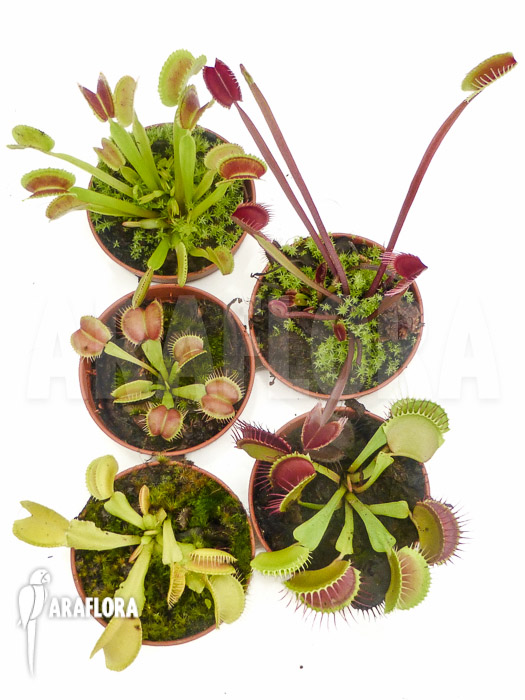 Dionaea muscipula ‘Starter 5 Package’