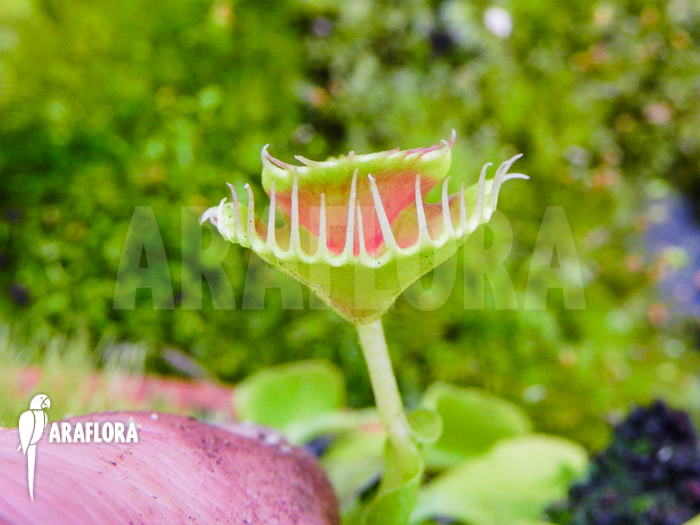 Dionaea-muscipula-Talking-4