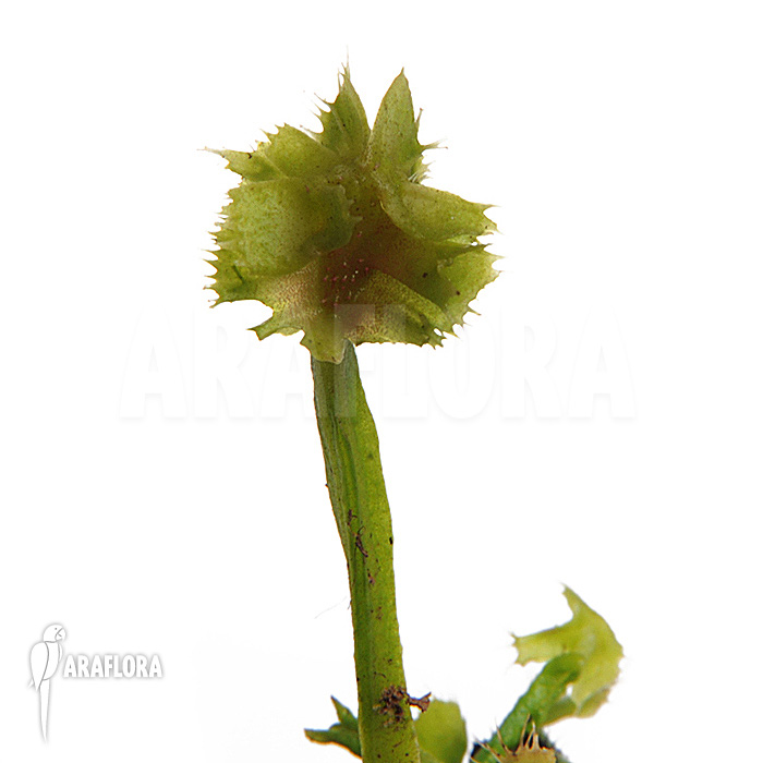 Dionaea muscipula ‘Tremor’