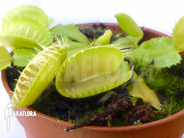 Dionaea muscipula ‘Triton’