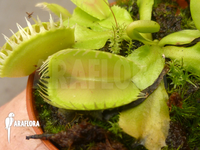 Dionaea muscipula ‘Triton’