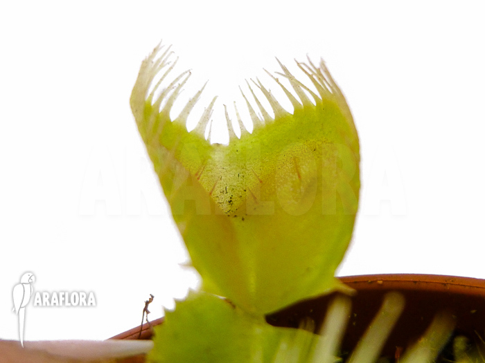 Dionaea muscipula ‘Triton’