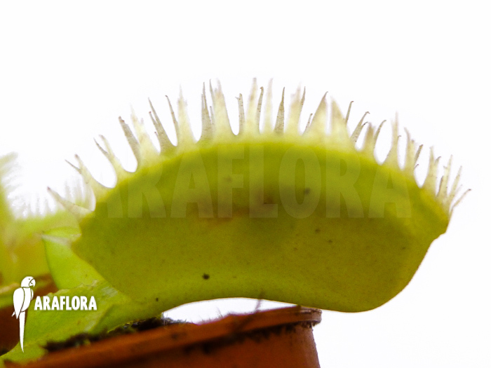 Dionaea muscipula ‘Triton’