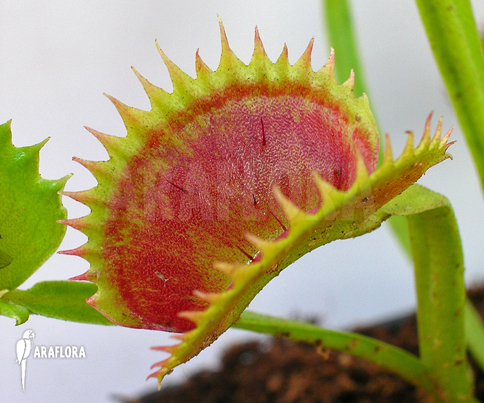 Dionaea muscipula ‘UK sawtooth I’