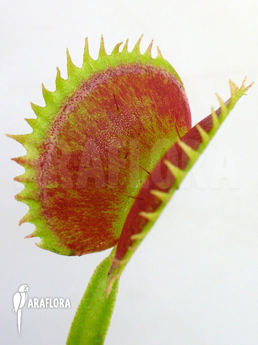 Dionaea muscipula ‘UK sawtooth I’