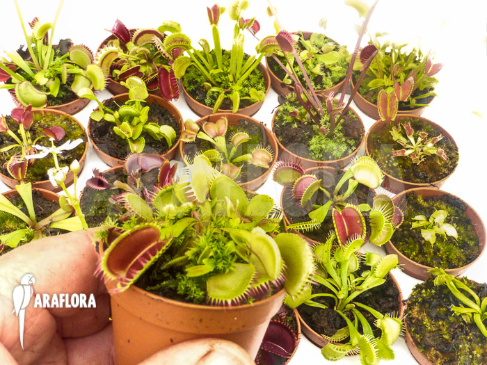 Dionaea muscipula Venusflytrap20 Starter Collection Package