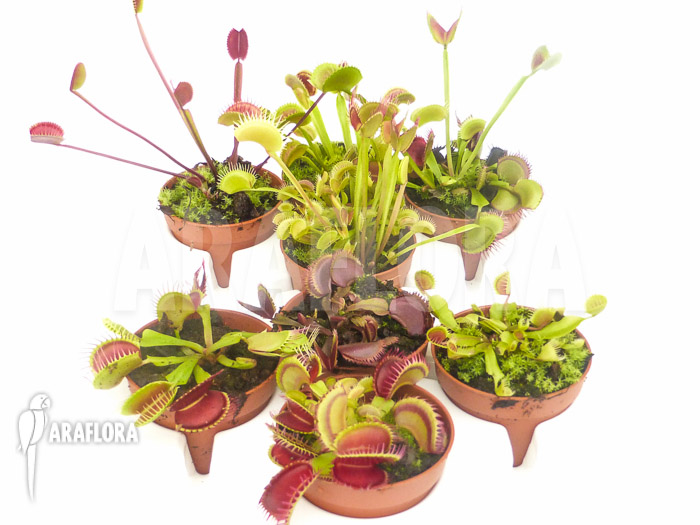 Dionaea muscipula Venusflytrap8 Starter Package