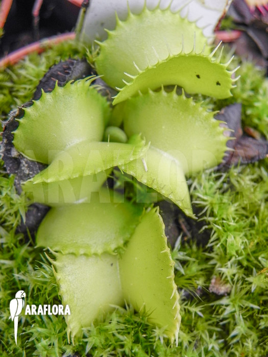 Dionaea muscipula ‘Werewolf Ara’