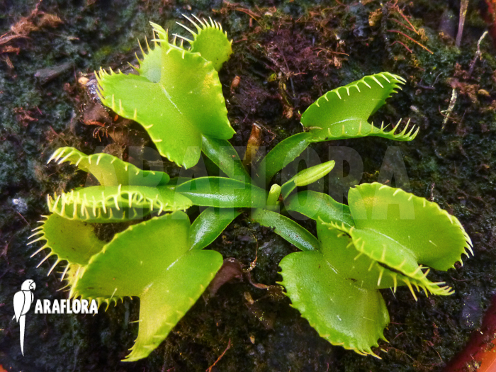 Dionaea muscipula ‘Werewolf Ara’