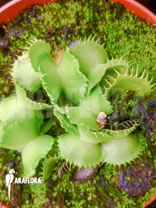 Dionaea muscipula ‘Werewolf Ara’