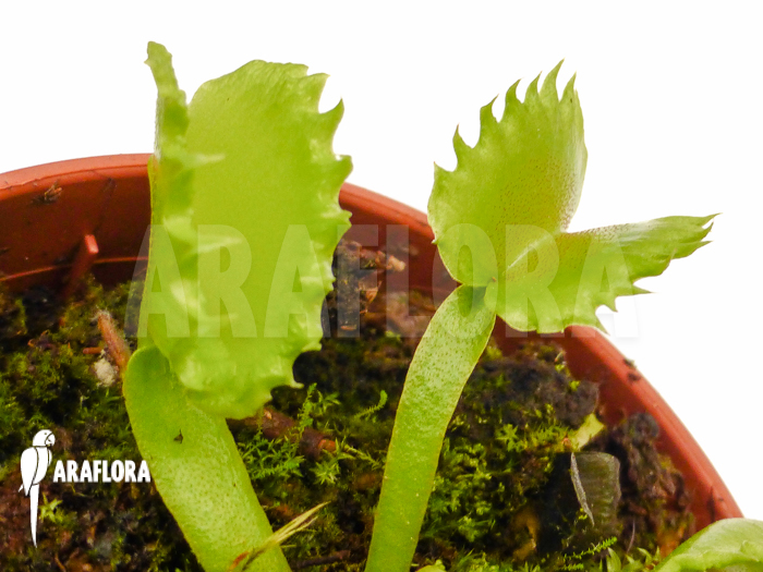 Dionaea muscipula ‘Werewolf’ ‘Starter’