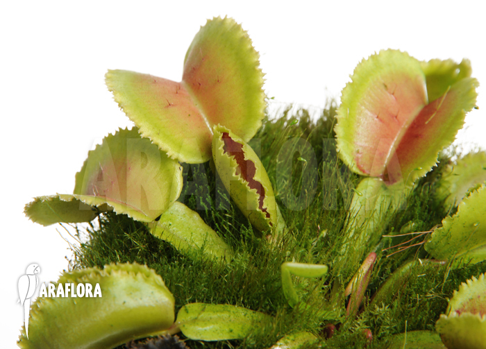 Dionaea muscipula ‘Whale’