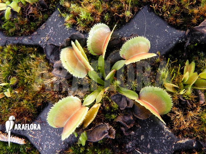 Dionaea muscipula ‘Whale’ ‘Starter’