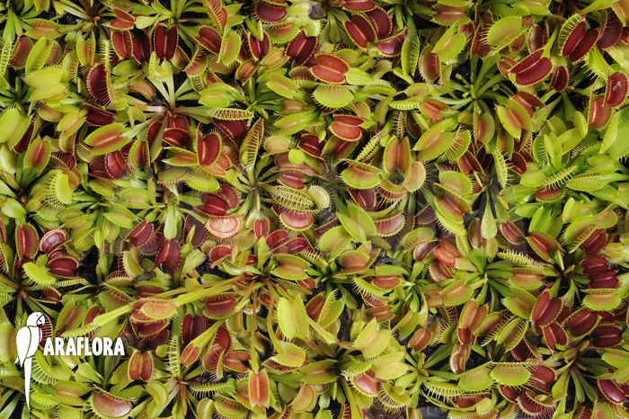 Dionaea muscipula ‘Young plants’