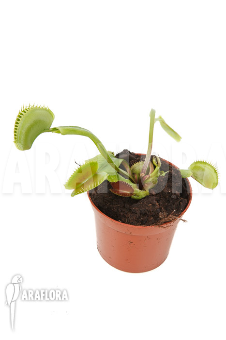 Dionaea muscipula ‘Spotlight’