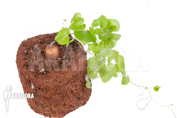 Dioscorea elephantipes ‘S’