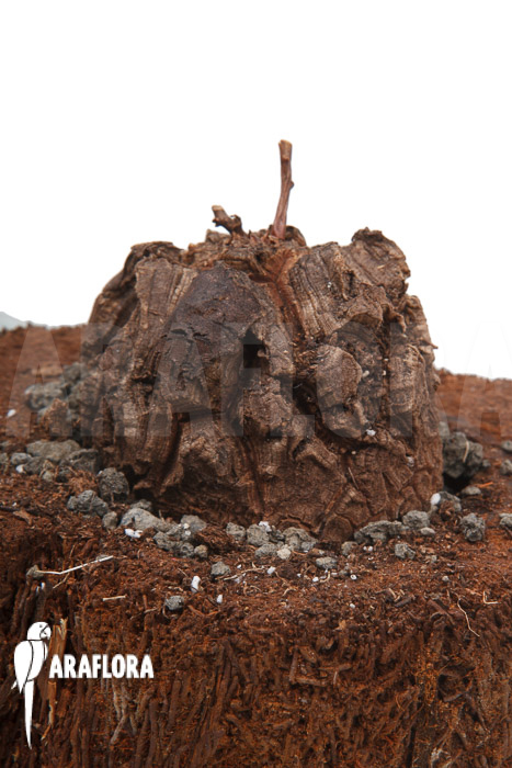 Dioscorea elephantipes var montana