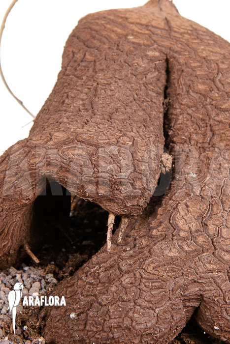 Dioscorea sylvatica 1