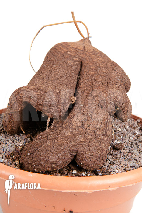 Dioscorea sylvatica 1