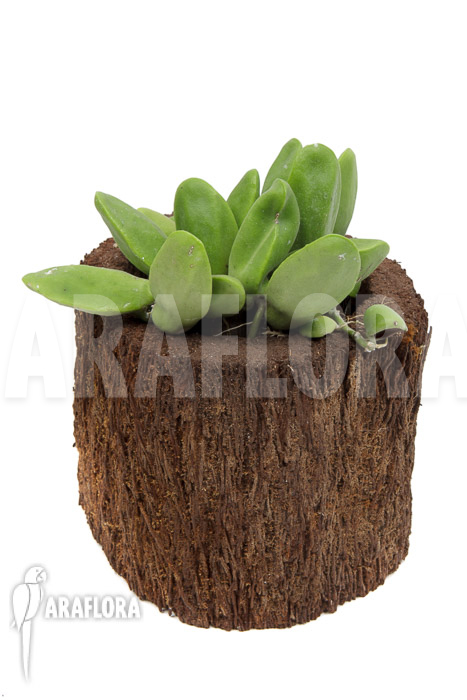 Dischidia major ‘L’