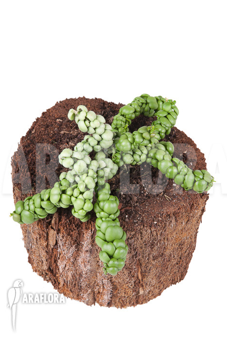 Dischidia nummularifolia “Dragon Jade”