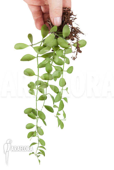 Dischidia oiantha ‘M’