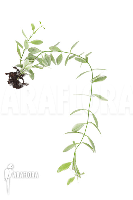 Dischidia oiantha Variegata ‘M’