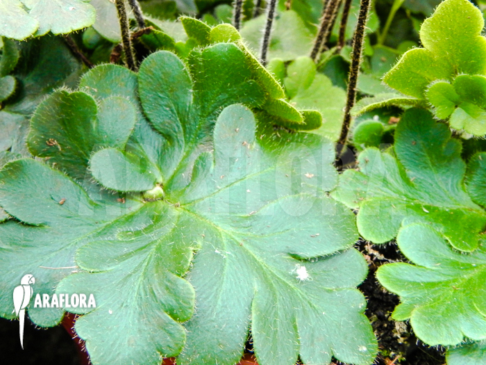 Doryopteris cordata ‘Antenna fern’