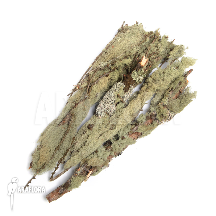 Dried mosses on branche