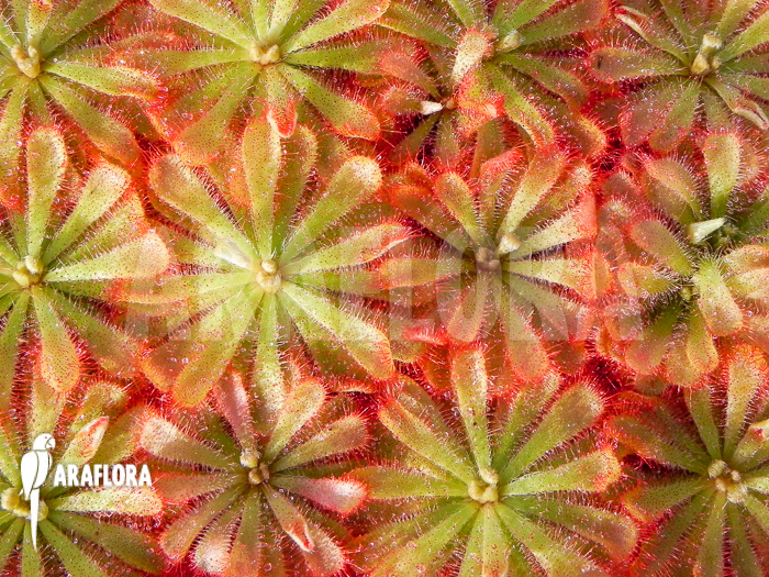 Drosera-aliciae-9