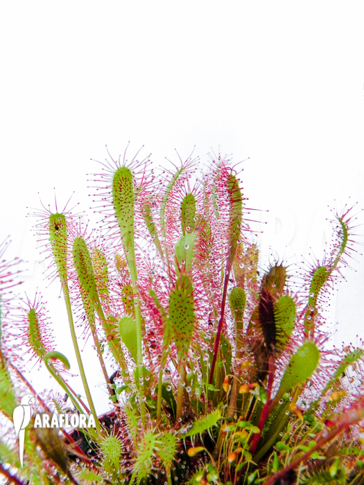 Drosera anglica