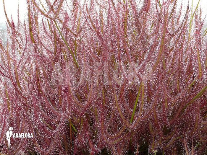 Drosera binata
