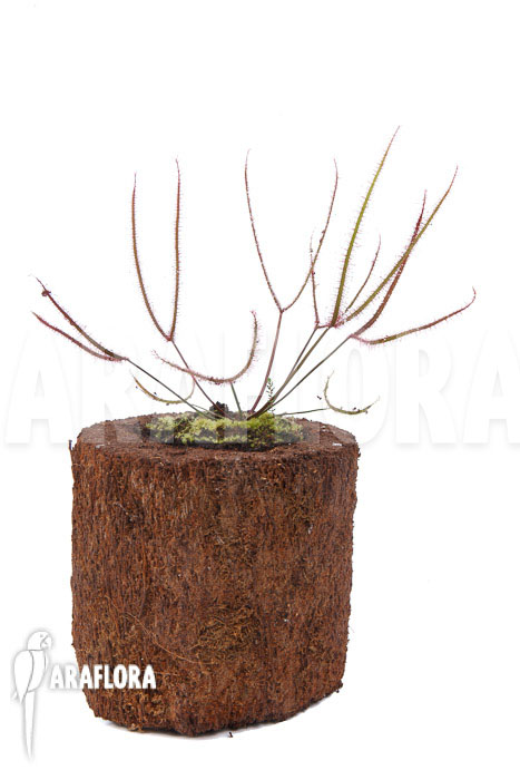 Drosera binata