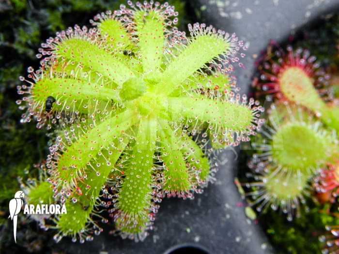 Drosera cistiflora