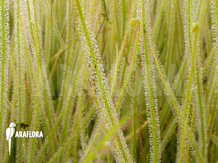 Drosera filiformis var. tracyi