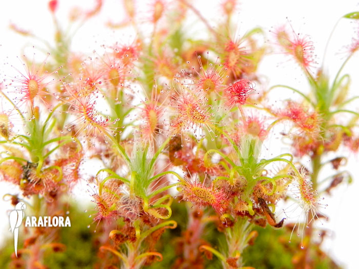 Drosera gibsonii