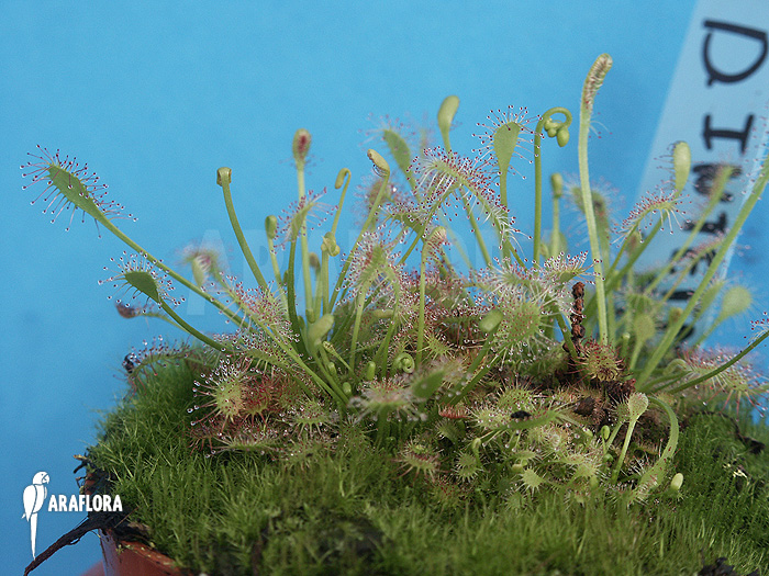 Drosera intermedia