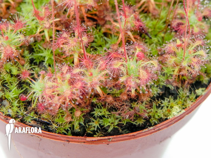 Drosera leucostigma ‘Red’