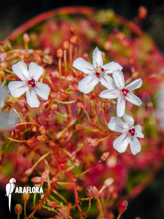 Drosera leucostigma ‘Red’ ‘Flower’